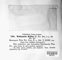 Valsaria tiliae image